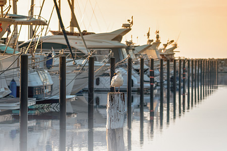 早上在码头搭乘游艇的码头太阳桅杆建筑学天空蓝色假期城市帆船建筑旅行图片