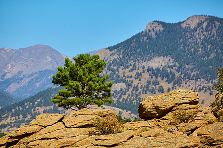巨石上绿松树和沙漠山背景的绿松树一线景观图片