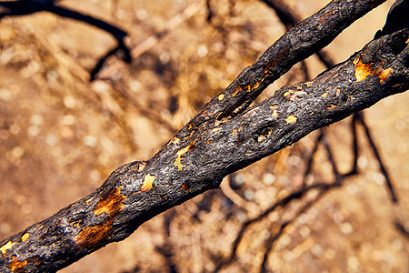 林火燃烧的树枝附近图片