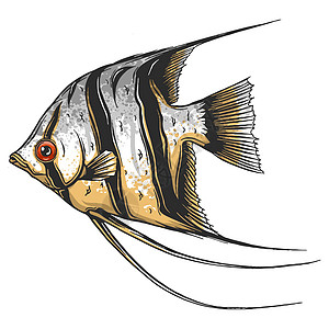 它制作图案白色背景上的黑色标量鱼卡通片动物园观赏鱼野生动物钓鱼淡水生活绘画气泡神仙鱼背景图片