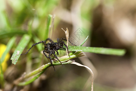 一只跳蜘蛛在绿草地上图片