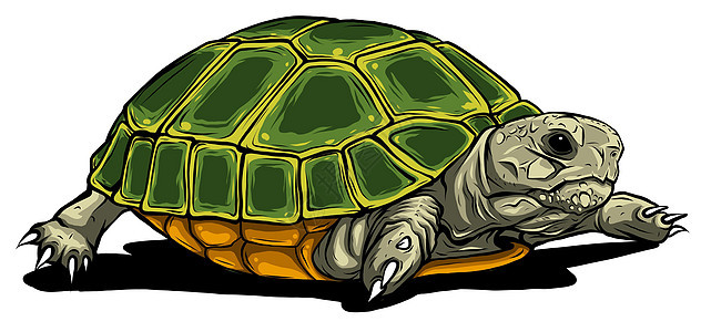 乌龟矢量图标 在白色背景乌龟上孤立的卡通矢量图标绘画水族馆海洋甲壳野生动物爬虫情调海洋馆两栖动物园图片