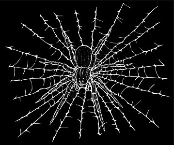 剪影矢量插图挂在 web threa 上的蜘蛛图片