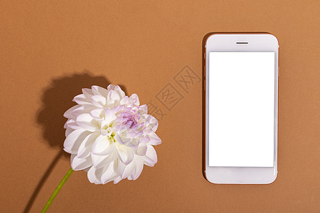 白嫩大丽花和带白色屏幕的移动电话近距离拍摄 软花岗背景背景图片