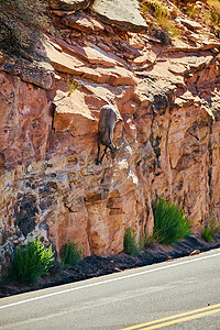 道路 沙漠中山羊攀爬垂直的岩石墙图片
