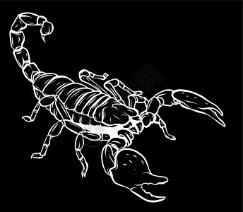 蝎子节肢动物昆虫的剪影插图 矢量图形图片