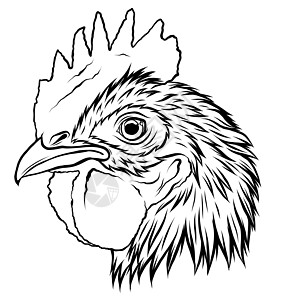 公鸡矢量插图图形 ar荒野卡通片足球家禽食物运动曲棍球动物白色自然图片