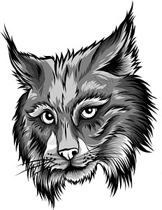 欧亚山猫孤立的矢量图 矢量手绘野生动物素描图标吉祥物插图大猫捕食者猎人绘画动物群荒野标识食肉图片