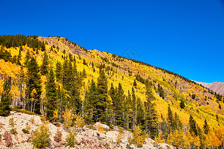 山地的金黄色黄树 落下来了图片