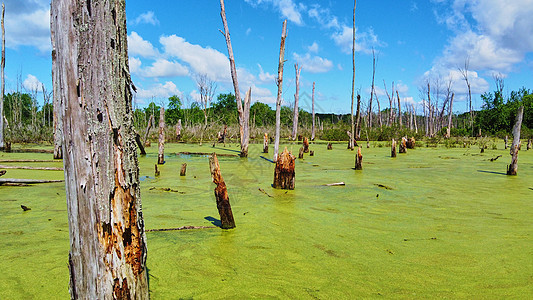 绿藻覆盖的沼泽树干图片