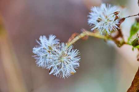 软背景的dandelion 种子白色详细信息图片