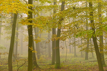 秋林 天然色彩多彩背景 森林里有树木和雾雾植物小路季节山毛榉薄雾落叶魔法场景叶子树叶图片