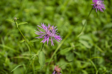 紫色粉红色斯托克斯·阿斯特·斯托克西亚花朵图片