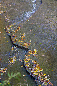 流过平板岩石的水流满了橙色 红色和黄色的落叶图片