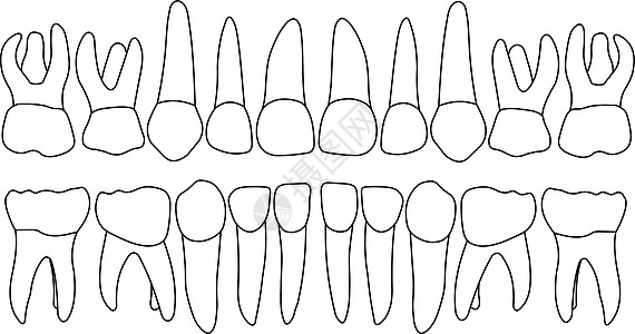 矢量初级牙齿前牙刷团体微笑门牙材料插图牙科磨牙学生孩子图片