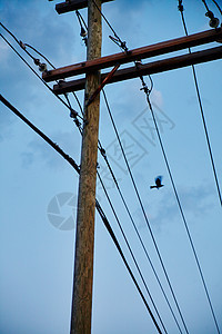 鸟儿在一个晴天的电话线上飞过数条电话线图片
