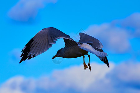 空中海鸥 有紫云和蓝色天空 羽毛细细图片