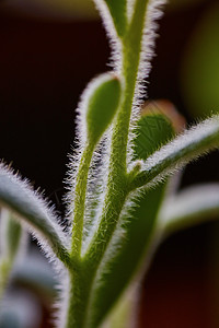 接近尾端的混凝土植物图片