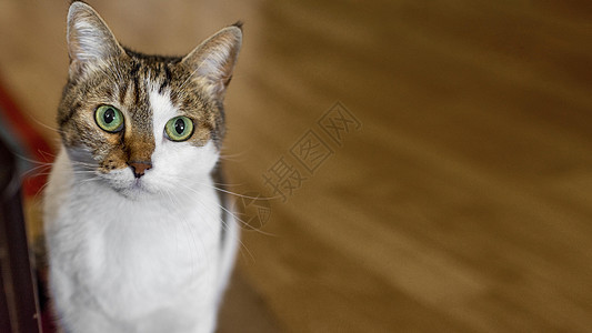 室内有绿眼睛的可爱小猫 高品质美丽的照片概念图片