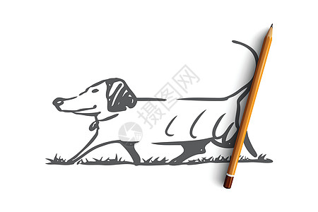 遛狗户外宠物家庭概念 手绘孤立的矢量朋友哺乳动物耳朵动物小狗男性犬类尾巴插图草图图片