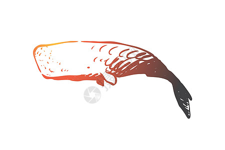 抹香鲸海洋野生动物海洋 cachalot 概念 手绘孤立的矢量动物群白色哺乳动物游泳动物创造力绘画荒野草图黑色图片