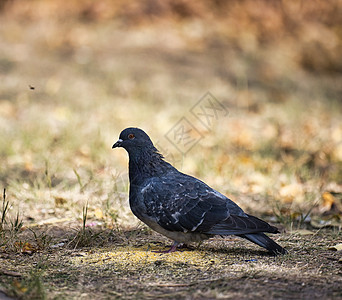 黑鸽子坐在地上 靠近一堆小米图片