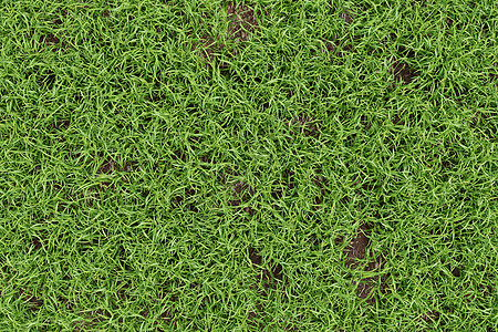 绿色绿草质地背景 自然和环境背景概念 3D 显示插图 K草原运动草皮叶子生长植物院子场地棒球花园图片