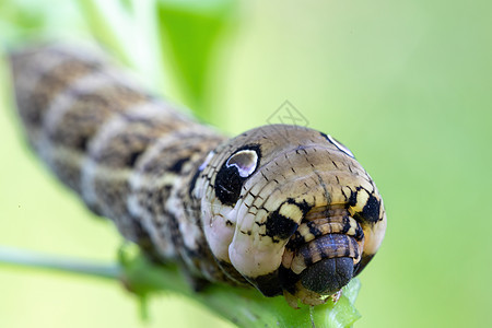 迪里比利亚精灵大毛虫花园沙枣生物学动物群动物学昆虫学眼睛宏观毛虫动物图片