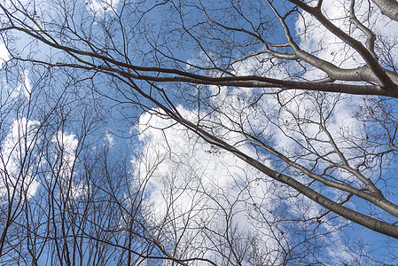 动漫樱花蓝天空 充满树覆盖和云彩 自然和天空概念背景