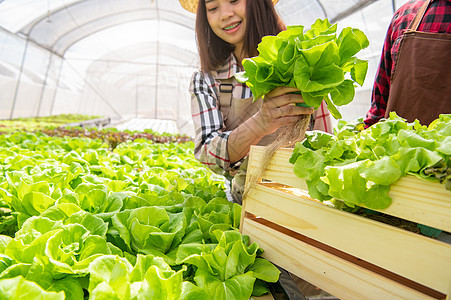亚洲女性水培有机农民和员工将蔬菜沙拉收集到带温室的木箱中 人们的生活方式和商业 室内农业和栽培园丁概念图片