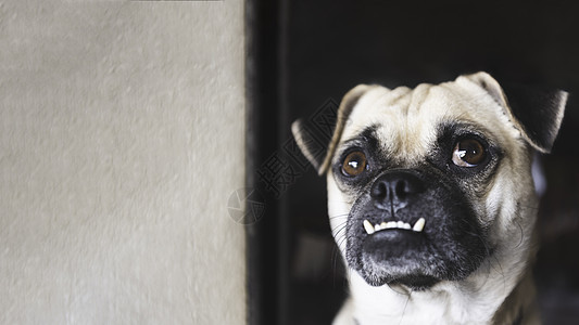 在家里用白墙背景工作后 哈巴狗抬头等待主人回家 可爱的宠物和可爱的狗 人类概念最好的朋友 咬合和大眼睛滑稽脸狗主题图片
