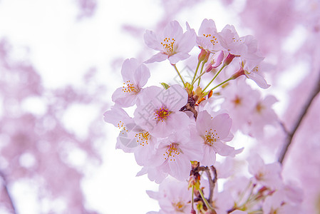 粉红樱桃 樱花树 低清晰度图片