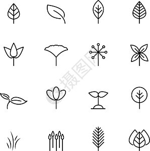 叶图标集向量 自然和符号概念 细线图标主题 白色孤立的背景 插图矢量环境叶子绿色植物学植物群季节生态收藏花园树叶图片