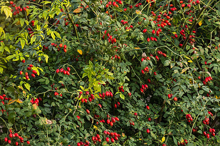 Rosehip水果 罗莎·卡尼娜 自然界的野生玫瑰花图片