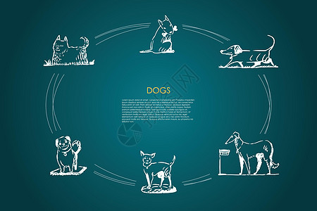 狗不同的狗品种从矢量概念 se故事小狗操场食物宠物猎犬犬类哈巴狗哺乳动物朋友图片