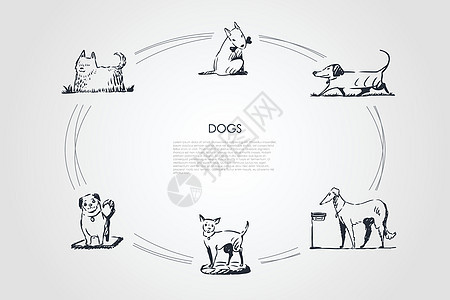 狗不同的狗品种从矢量概念 se朋友动物犬类操场故事哈巴狗斗牛犬团体食物回收器图片