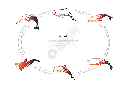 鲸鱼不同类型和虎鲸矢量概念 se故事自由抹香鲸猫科荒野草图蓝鲸海洋白鲸座头鲸图片