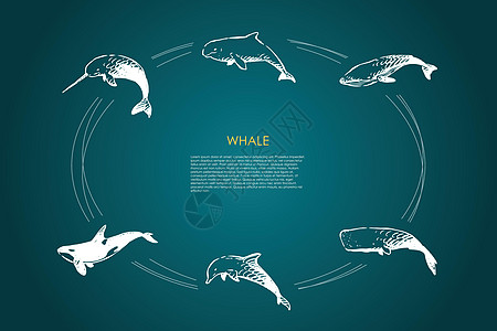 鲸鱼不同类型和虎鲸矢量概念 se游泳猫科海洋自由蓝鲸草图故事荒野白鲸插图图片