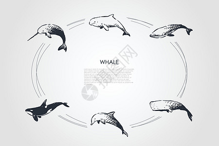 虎鲸派克鲸鱼不同类型和虎鲸矢量概念 se荒野插图海洋动物蓝鲸白鲸自由生物猫科游泳设计图片