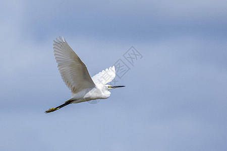海隆 比特尔或艾格瑞特在空中飞行的图像 白鸟 动物图片