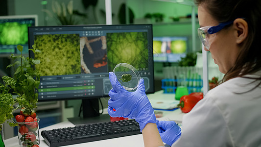 植物学家研究家持有用绿色叶样样本分析基因突变的fetri菜碟生态化学家专家学习手套生物学家测试实验食物科学家图片