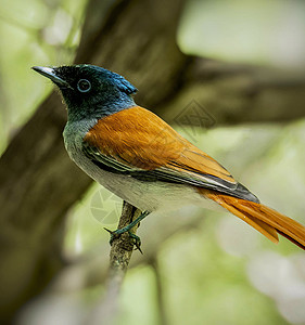 世界上美丽的野生生物旅行生活电话世界博客游客旅游日记笔记本摄影图片