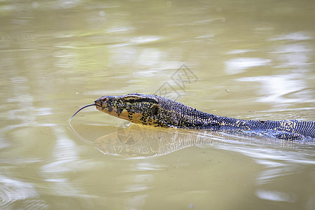 亚洲水监测仪正在河上游泳 动物 爬虫森林捕食者皮肤荒野情调巨蜥环境蜥蜴热带运河图片