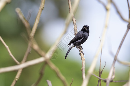 萨西科拉角关于自然背景的分支照片热带翅膀花园羽毛动物公园场地环境观鸟鸟类图片