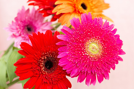 花束鲜亮的菊香花礼物植物群红色花瓣美丽雏菊植物花园宏观菊花图片