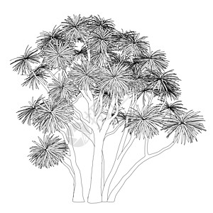 从孤立在白色背景上的黑线树的轮廓  3D 它制作图案矢量图片