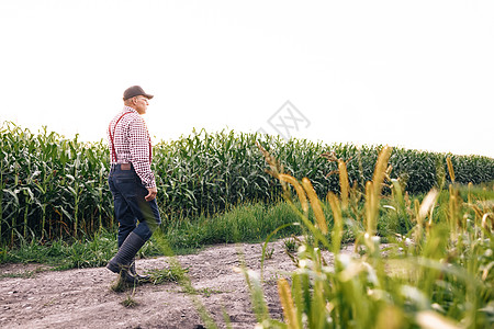 农民农艺师监测玉米收成 玉米田的背面图 一位农民农艺师在一片绿色玉米田里检查有机产品 在玉米田工作的老人农民 收获检验图片