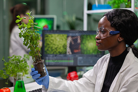 科学家在研究用于医学实验的绿色树苗时样本女士外套电脑生态化学工程农业科学实验室图片