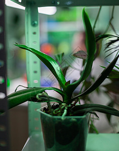 生物实验实验室 科学研究所的加植物的锅 笑声农业环境玻璃研究研究员科学家化学测试样本液体图片