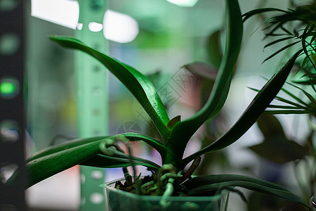 生物实验实验室 科学研究所的加植物的锅 笑声植物学食物农业生长吸管研究专家微生物学生物学外套图片